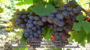 Неукрывные сорта винограда