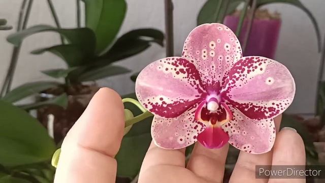 Парк на холме Ниццы?️2Фронтеры-2цветения??Полив Перлиона??