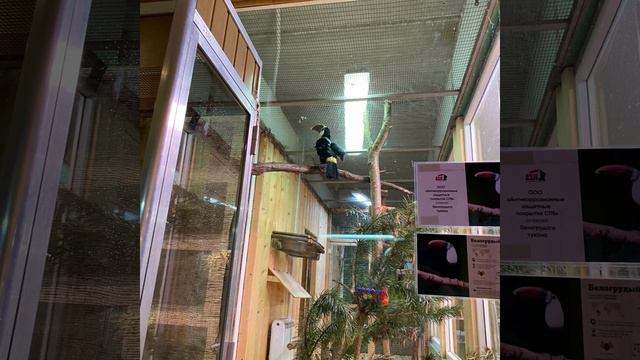 Цитрус Микс в Ленинградском Зоопарке смотреть онлайн