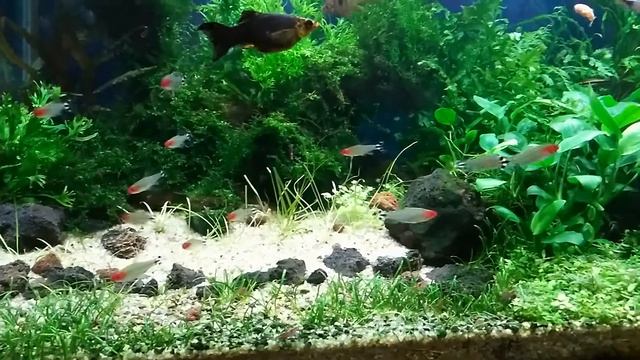 Стайка родостомусов в 200л смотреть онлайн