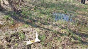 ПОИСКА РОГОВ ЛОСЯ . ГДЕ ИСКАТЬ И ЧТО ДЕЛАТЬ.  #РОГАЛОСЯ