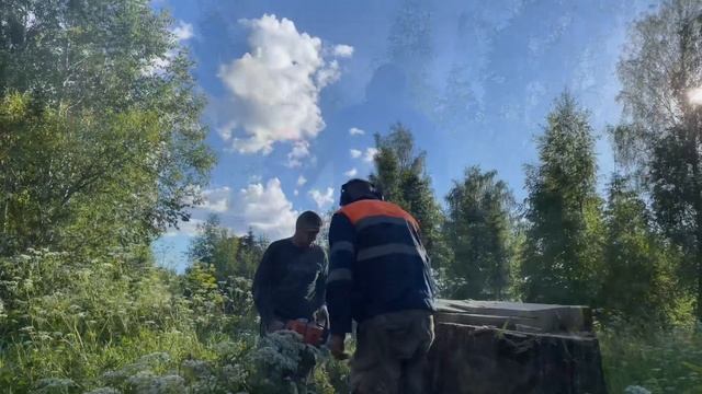 Спилы тополя смотреть онлайн