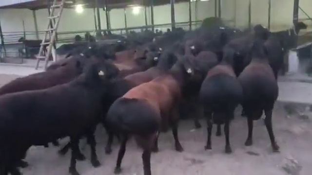 Гиссарские кочкары 1-2 годавалые по 250-350тысяч,Туркестанская область,Турбат, +7 776 319 7676 смотреть онлайн