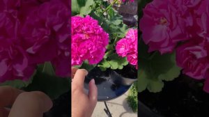 Сравнение двух сортов пеларгонии, ТА Француаза и Лары гармонии.