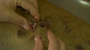 Removing Monster Mango worms From Helpless Dog! Animal Rescue Video 2022 #77