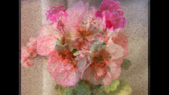 Герань комнатная — размножение, польза смотреть онлайн