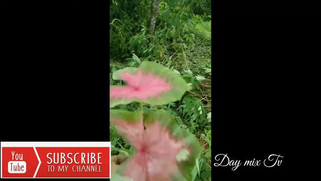 Hunting plants/How to Plants Caladium /Heart of Jesus смотреть онлайн