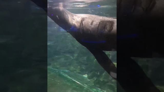 Морские котики Аквапарк смотреть онлайн