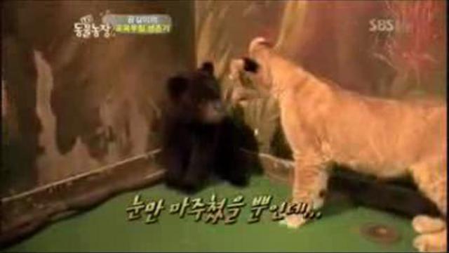 Испуганый мишка в озвучке! внимание мат! смотреть онлайн