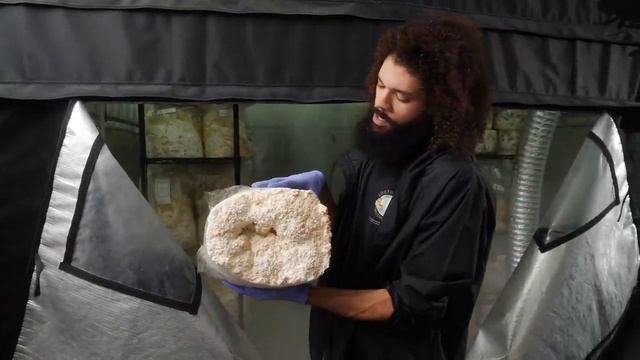 Тестирование новых штаммов грибов Переклад Central Mushroom Farm смотреть онлайн