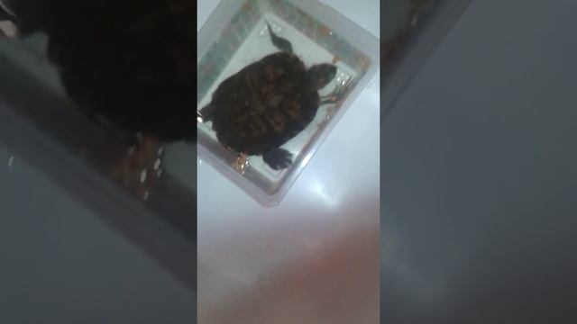 Чем можно и нельзя кормить черепах смотреть онлайн