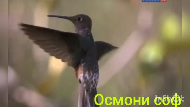 Хочи мирзо дар бораи махс кашидан ай болой наски смотреть онлайн