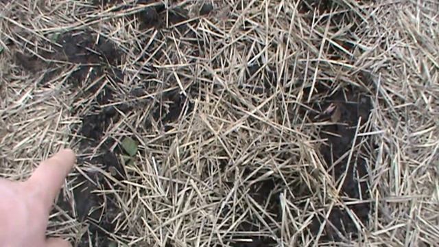 Мульчирование клубники / Strawberry mulching смотреть онлайн