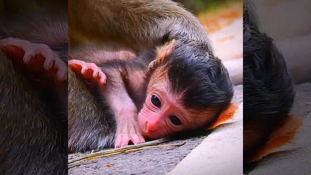 Hungry Moment, Newborn Baby Monkey At The 1st Day #monkeykingdom #newbornbaby #monkeytv #babymonkey