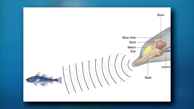 Beluga Facts: The WHITE WHALE | Animal Fact Files
