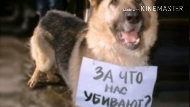 Скетч топ 3 отношения с животными смотреть онлайн