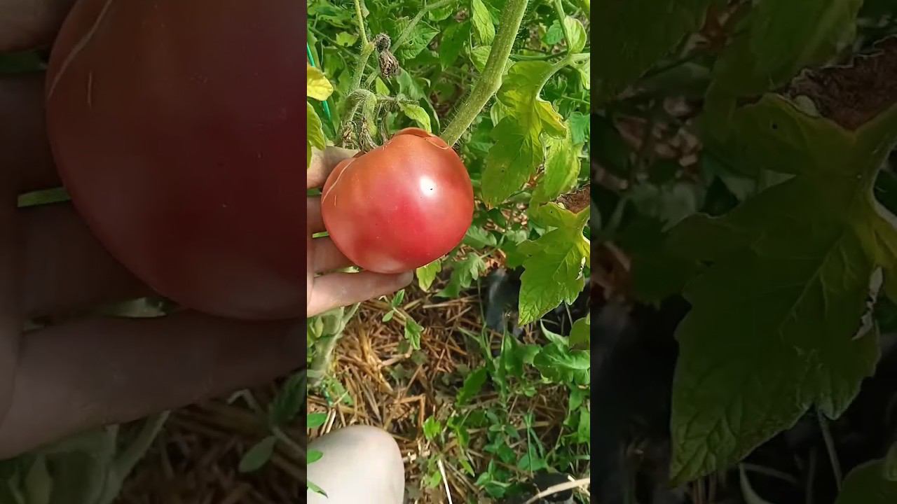 Помидоры, солома, полив и кормёжка #помидоры #томаты #дача #огород #сельскоехозяйство #shorts смотреть онлайн