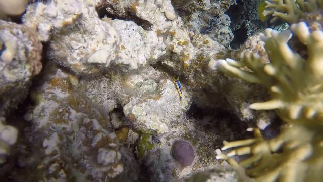 ЯДОВИТАЯ КРАСОТА | ГОЛОЖАБЕРНИКИ ( Сафага, Египет). Nudibranchs, Safaga, Egypt.