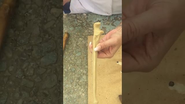 Лучевая, локтевая кости. Кости кисти. смотреть онлайн