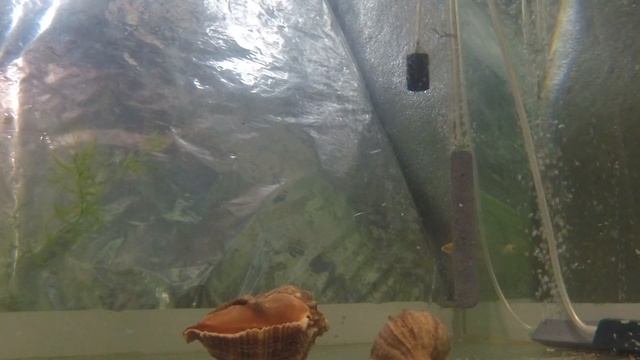 Карпы кои 13 день 30.05.2020 содержание в аквариуме 300л четырех особей подводная съемка relax Koi смотреть онлайн