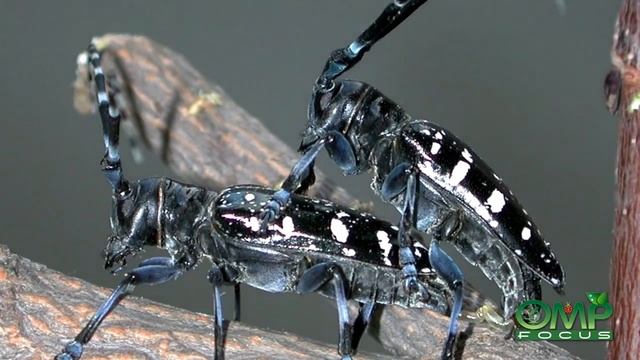 il Tarlo Asiatico смотреть онлайн