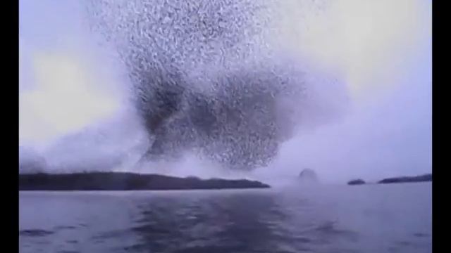 Murmuration by the River Shannon, Ireland. смотреть онлайн