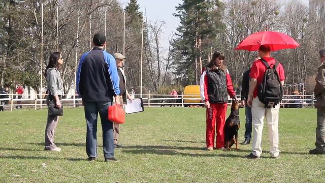 Тестирование доберманов на Чемпионате доберманов 2013 года смотреть онлайн