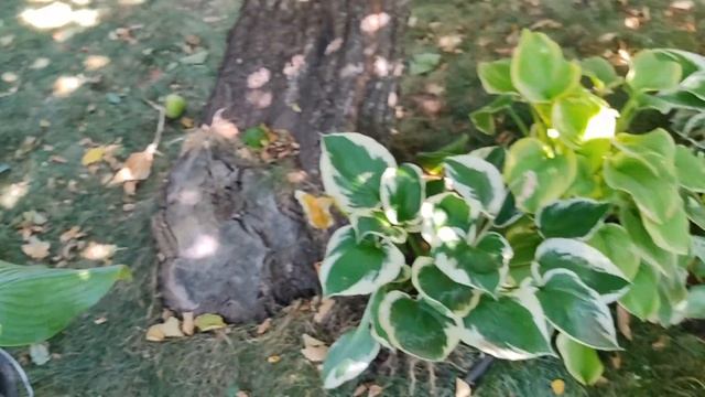 Делим хосты. смотреть онлайн