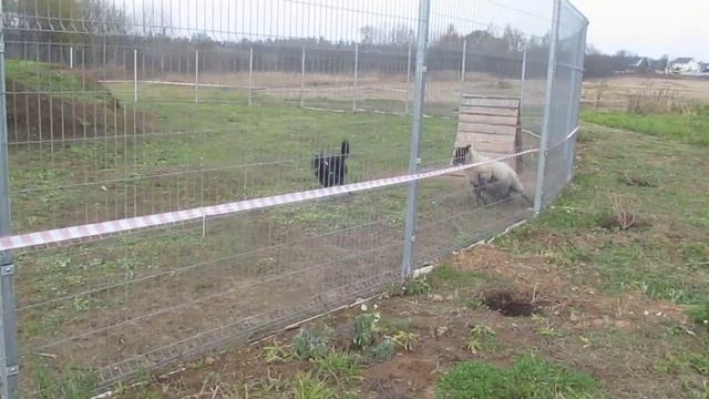 Жоли - ТПИ1 (Тест на пастуший инстинкт МО Дмитровский р-н) 18.10.2015 смотреть онлайн