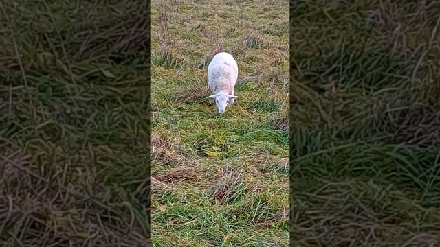 Дочка катумского барана и романовской овцы, три месяца. смотреть онлайн
