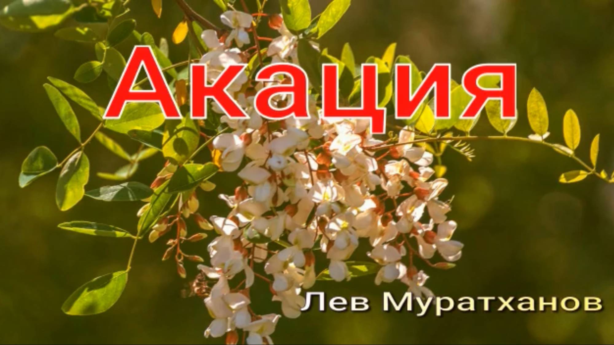 «АКАЦИЯ» Душевные песни смотреть онлайн