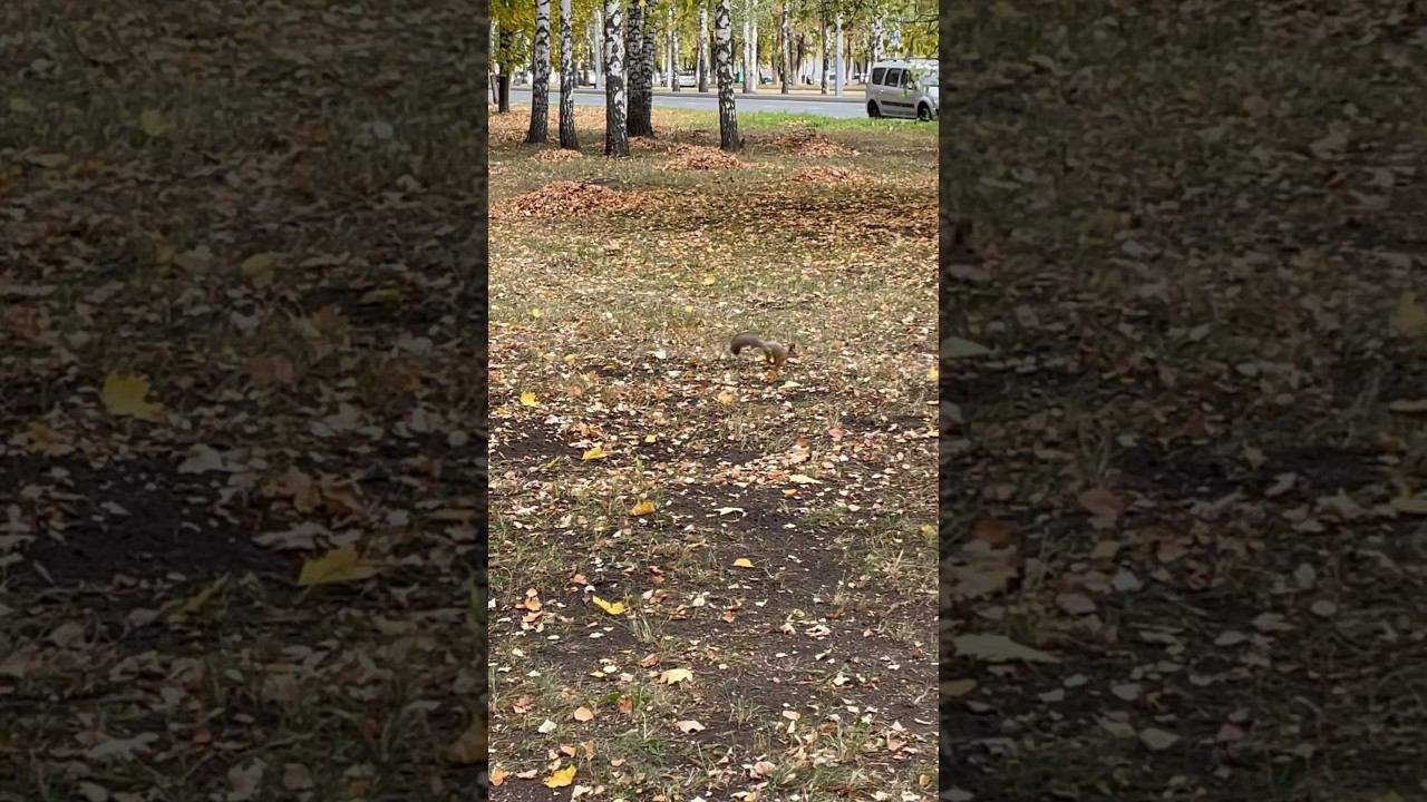 Встретил белку в осеннем парке смотреть онлайн