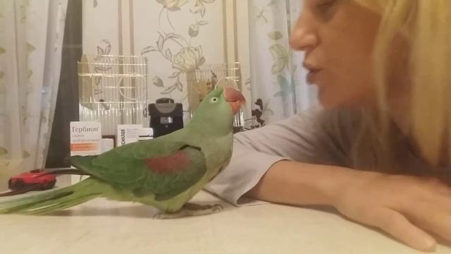 Александрийский попугай Мия смотреть онлайн