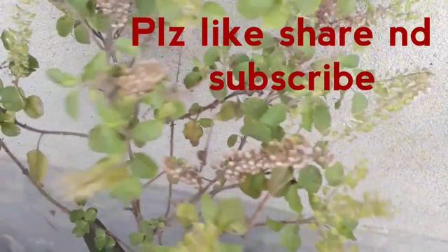 About "Amaryllis lily"/Garmi ke liye best hai "Amaryllis lily" 😊. (17/3/2018) смотреть онлайн