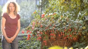 Фуксия Marinka, видеопортрет