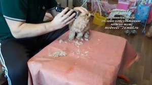 Стрижка пуделя гигиеническая . Машинкой (дома самому)