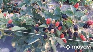 08.08.2021 Плодоношение ежевики  Блэк Джем на молодых побегах