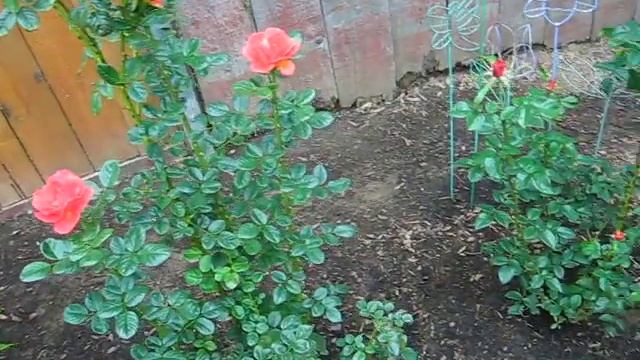 'Voodoo' rose seedlings смотреть онлайн