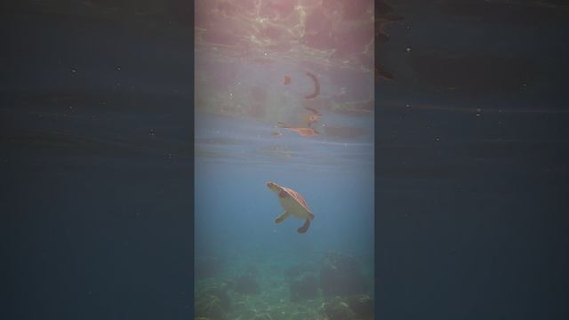 Photographer Cyprus. Swimming with turtles Protaras. Плавание с черепахами Протарас. смотреть онлайн