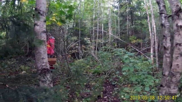 Поездка за грибами 2019 с Мамой 7 смотреть онлайн