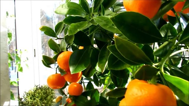 Цитрусовые деревья на балконе смотреть онлайн