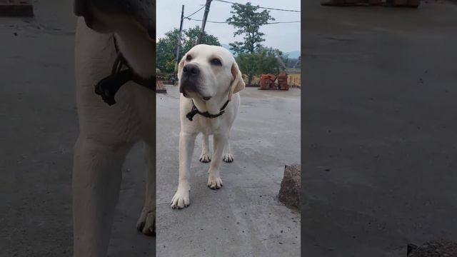 labrador dog.#labrador смотреть онлайн