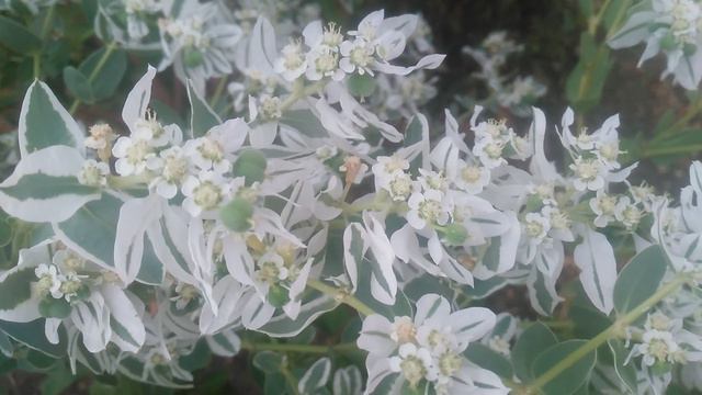 VID_20240903_161948.mp4