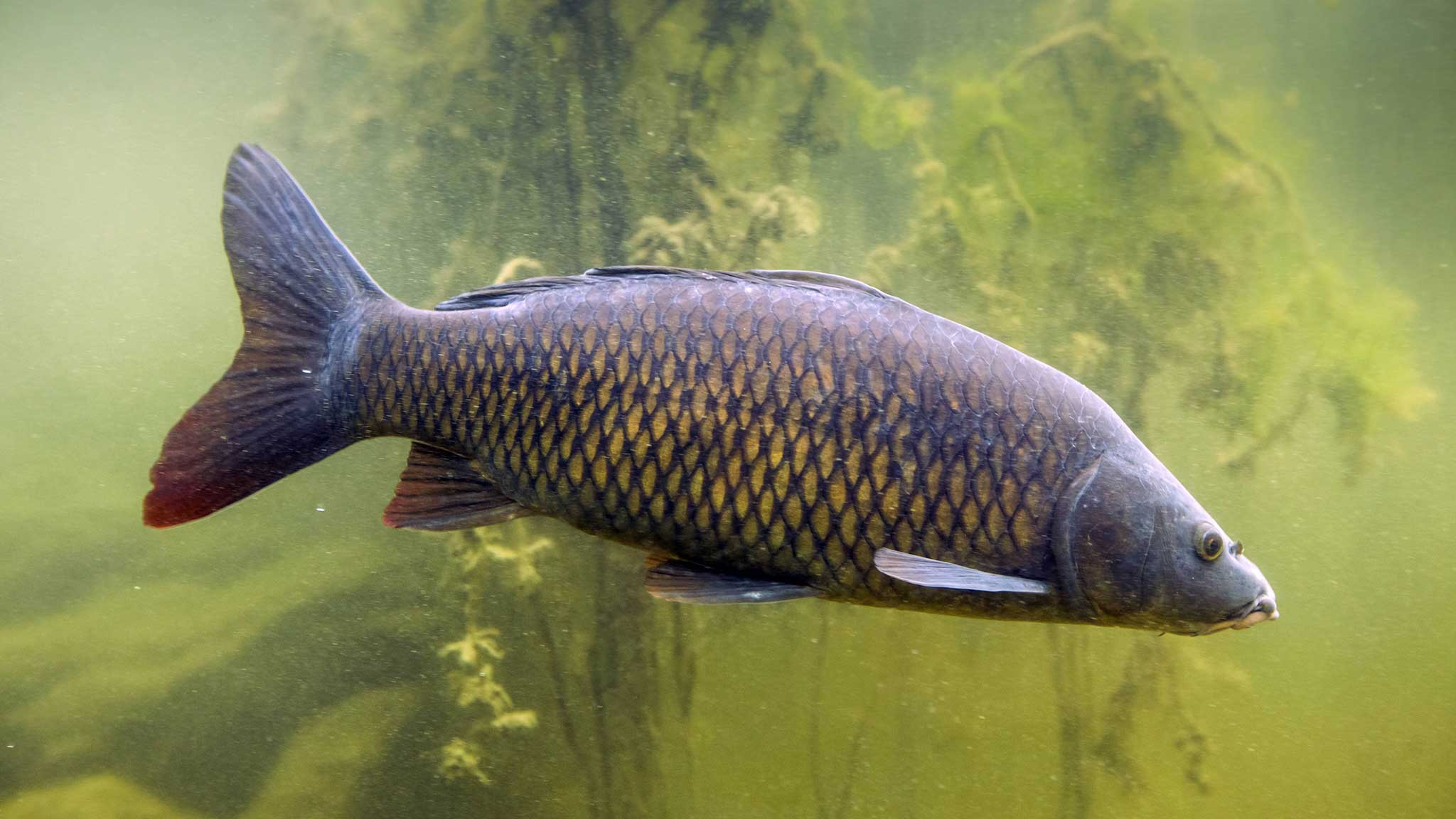Подводная охота на сазана (1 часть)
Фильм из альманаха "Встречи на водоёмах". смотреть онлайн