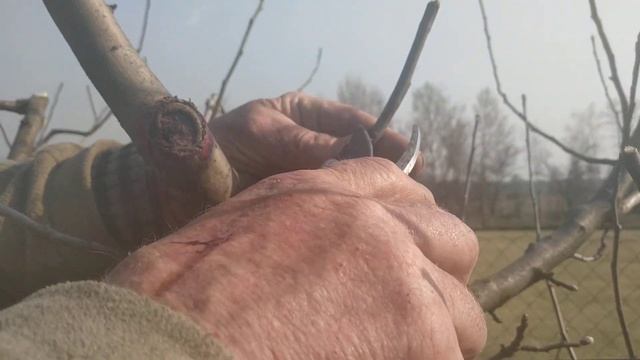 Обрезка яблони(ветка конкурент,апикальная доминанта) смотреть онлайн