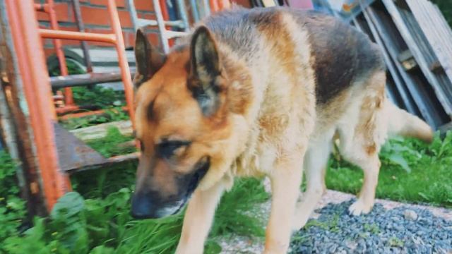 Maybe You Should Get a German Shepherd Dog смотреть онлайн
