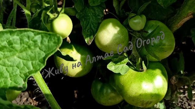 До безумия урожайный, Редкий сорт томата