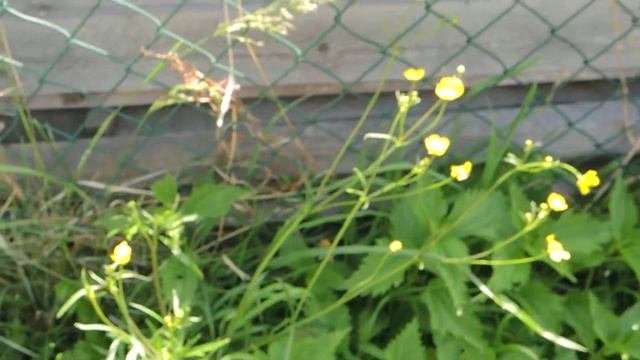 Ranunculus acris 200509 смотреть онлайн