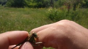 ? Кузнечик серый / Укус / Насекомые