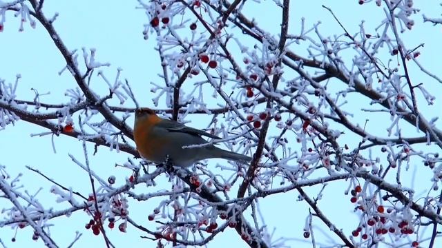 Relaxation YouTube Free Soothing Music